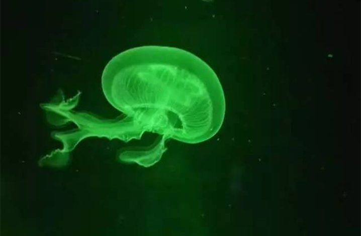 暹罗海洋世界的水母