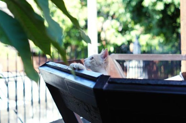 清迈的民俗夏天酒店的暹罗猫