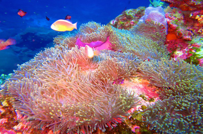 斯米兰群岛珊瑚丛