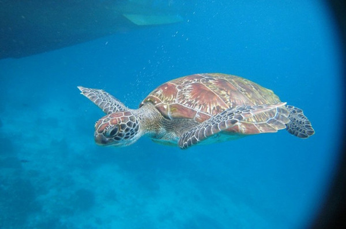 斯米兰群岛的海龟