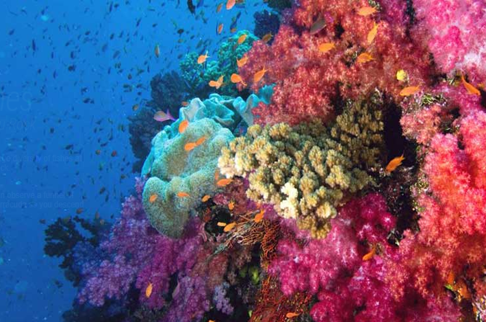 金佛岛海底的珊瑚