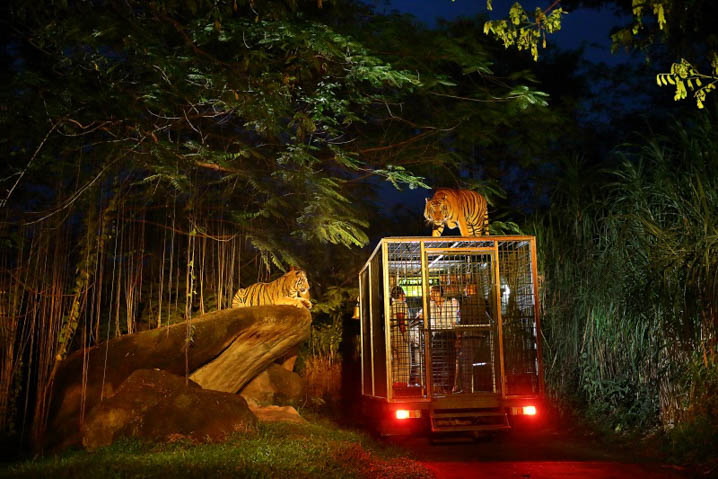 Night Safari Zoo