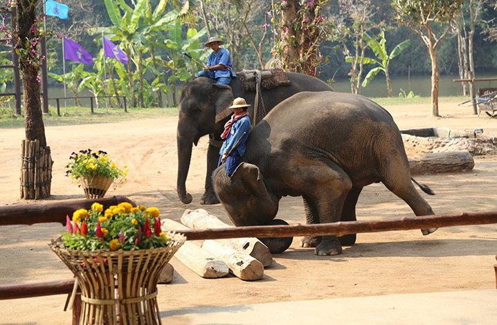南邦大象保护中心