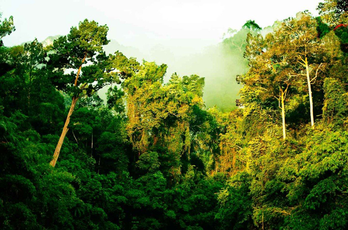 考索国家公园的丛林景观