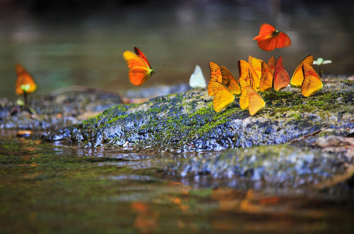 考索国家公园的蝴蝶
