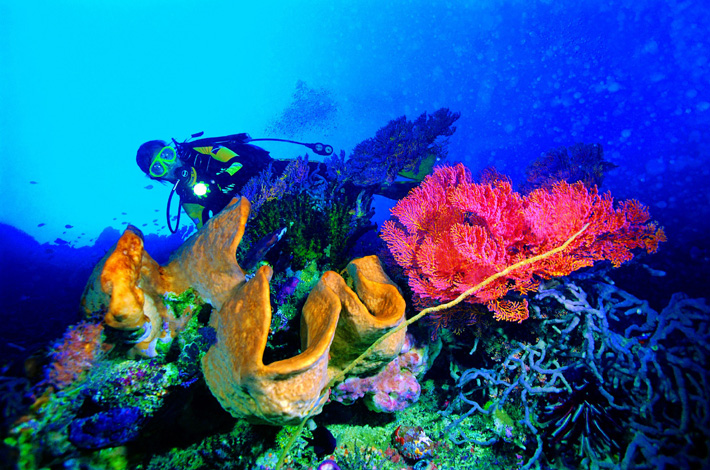 泰国斯米兰群岛的潜水
