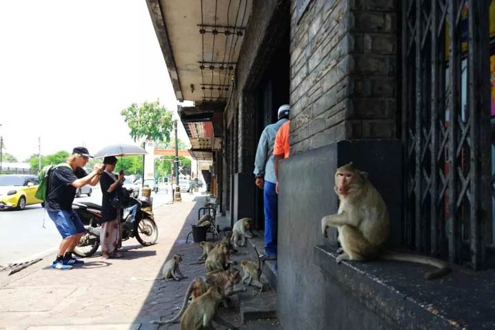 火车站的猴子