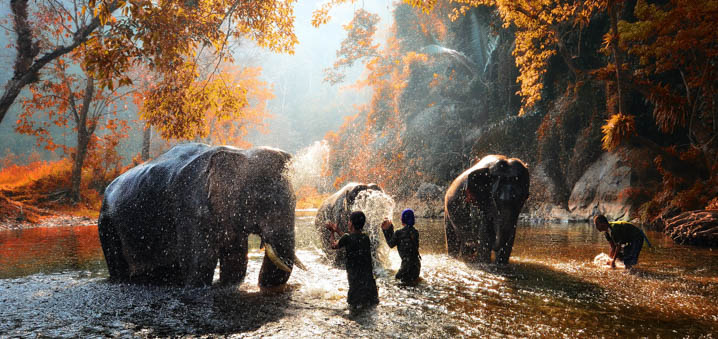 清迈大象保护中心半日象夫体验