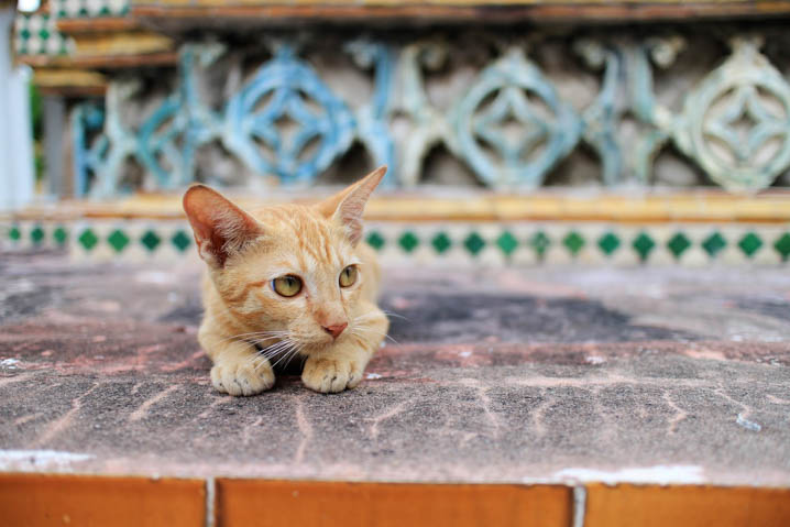 黎明寺的猫