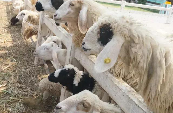绵羊庄园（Swiss Sheep Farm）