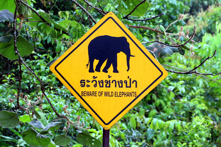 Khao Yai National Park 