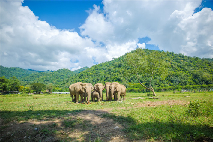 大象自然公园（Elephant Natural Park）