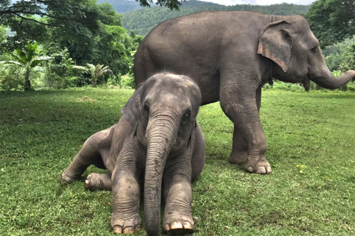 美康大象保育中心（Maeklang）