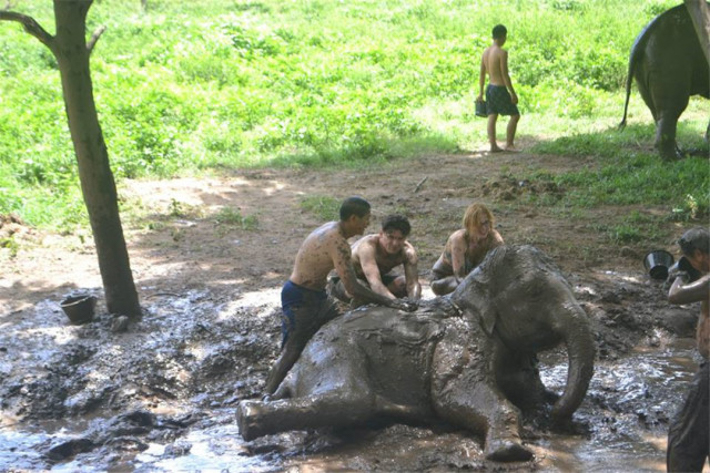 美康大象保育中心（Maeklang）