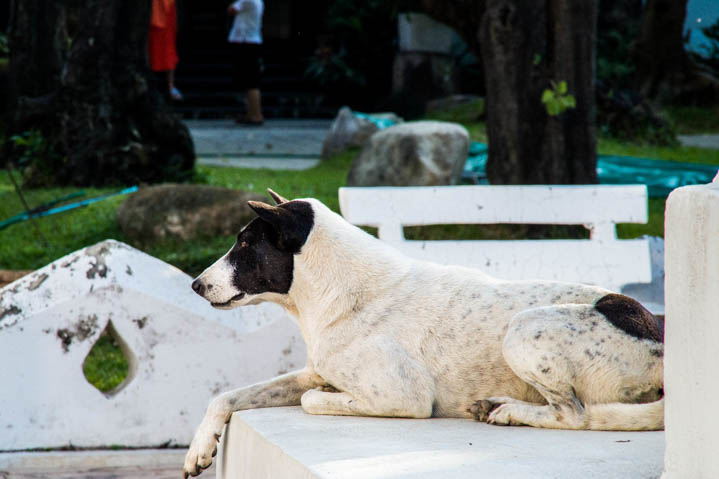泰国寺庙里的狗