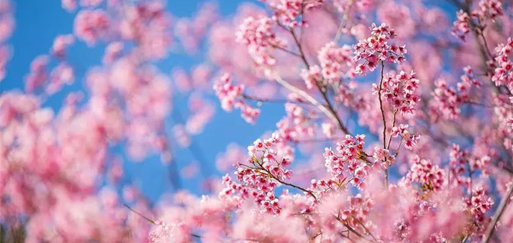清邁櫻花季|十二月來清邁賞全球最早的櫻花，堪稱人間仙境