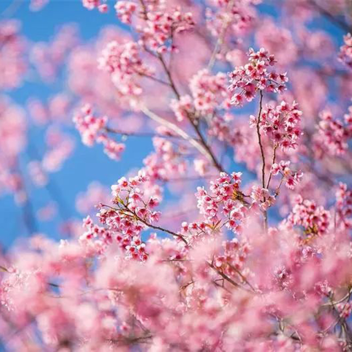 清迈樱花季|十二月来清迈赏全球最早的樱花，堪称人间仙境
