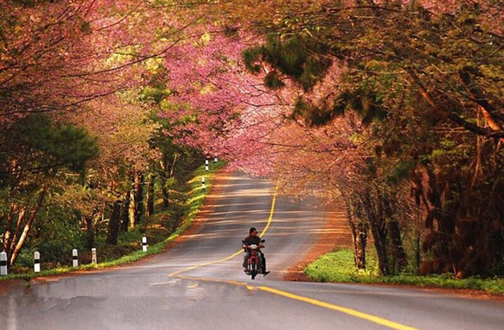 十二月清邁櫻花季 安康山