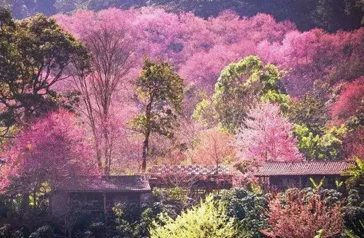 十二月清邁櫻花季 湄塔曼山
