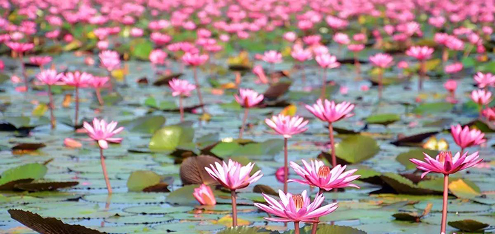 泰国乌隆他尼市的红莲花海，红莲已开，约吗？