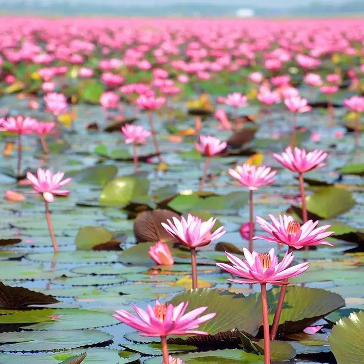 泰国乌隆他尼市的红莲花海，红莲已开，约吗？