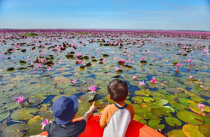 泰国乌隆他尼市的红莲花海