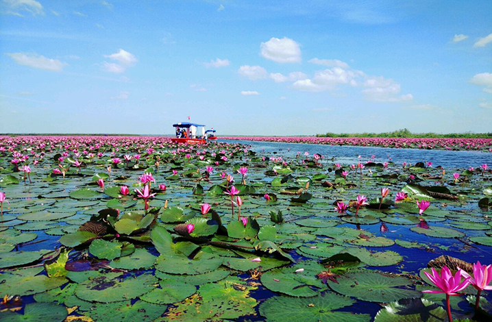 泰国乌隆他尼市的红莲花海