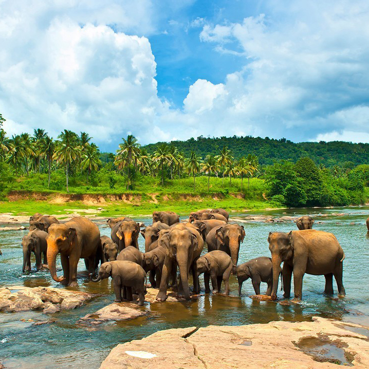 泰國之行，和大象親密接觸的9個建議