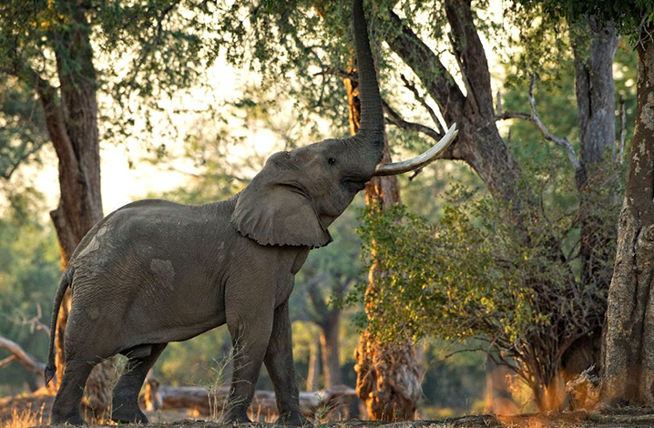 泰国之行，和大象亲密接触的9个建议 读懂大象的小动作