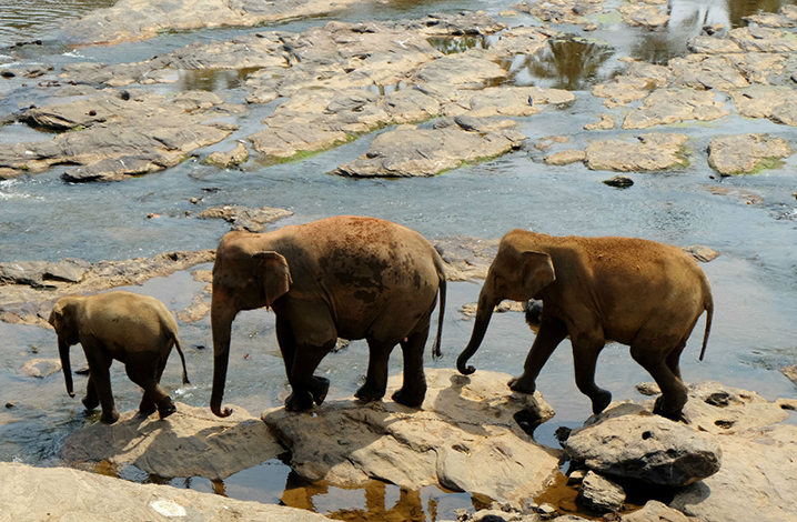 泰国之行，和大象亲密接触的9个建议 游客注意事项