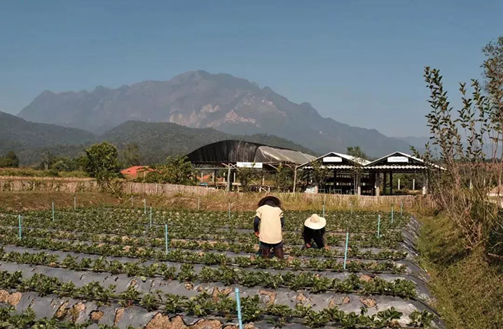 到泰国清道有机农场体验农夫生活