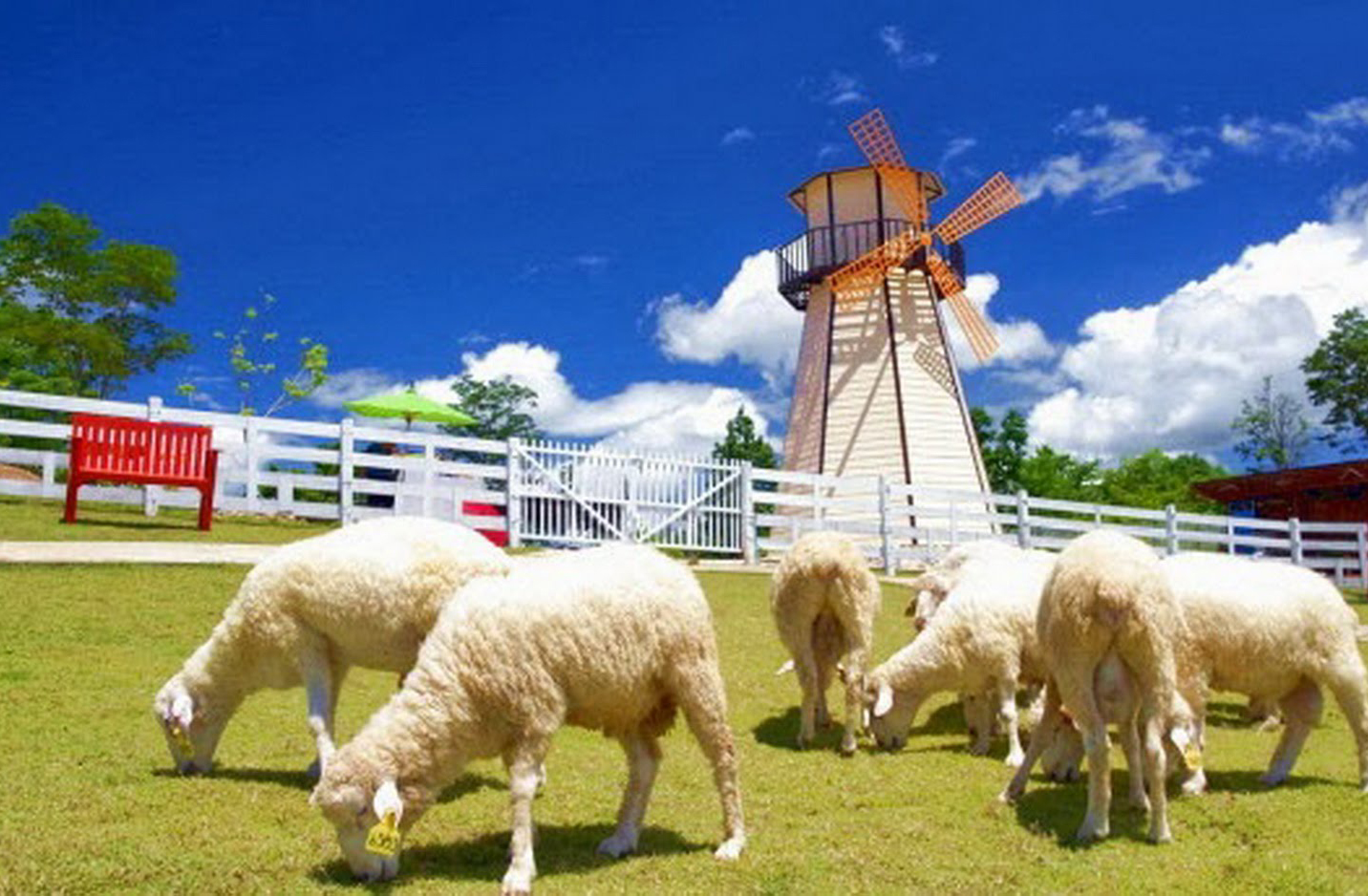 小瑞士绵羊牧场（Swiss Sheep Farm ）