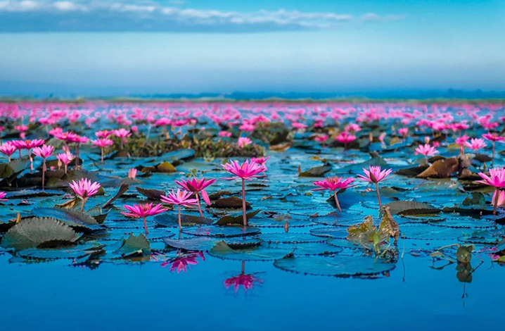 红莲湖、向日葵海游记旅行 世界第二大奇观——红莲湖