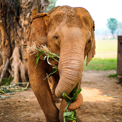 泰國清邁大象保護公園
