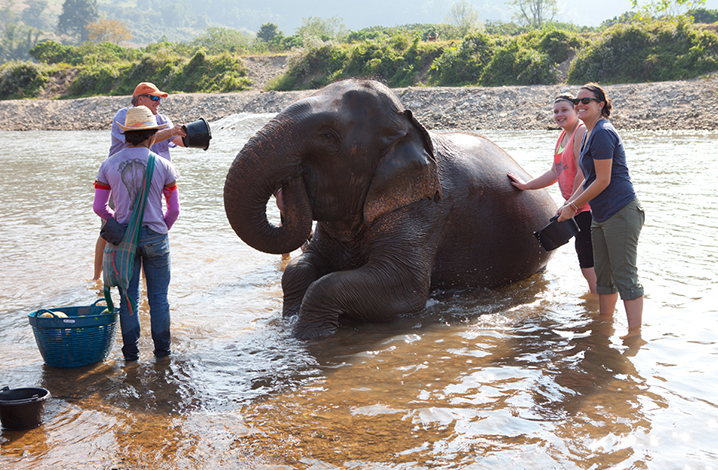 泰國清邁大象保護公園