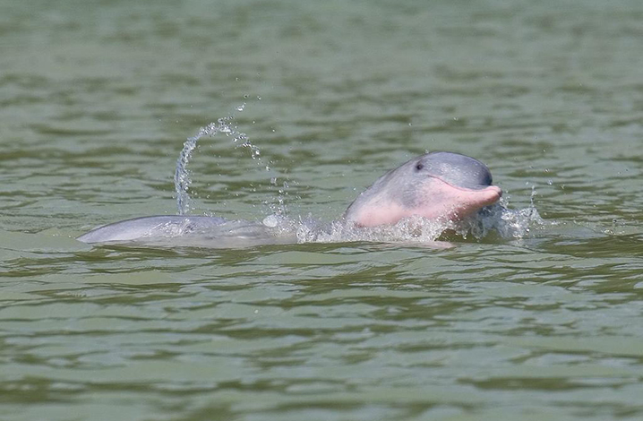 泰国卡农海岛粉色海豚