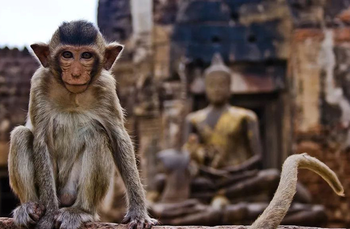 泰国节日 猴子节