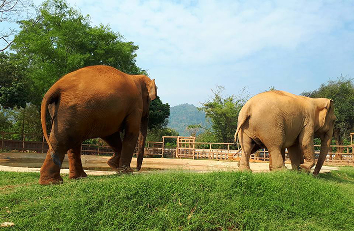 清迈大象保护营