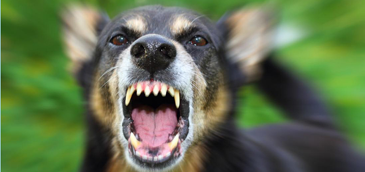 泰国狂犬病已致5人死亡，近期在泰国真的要防狗了！