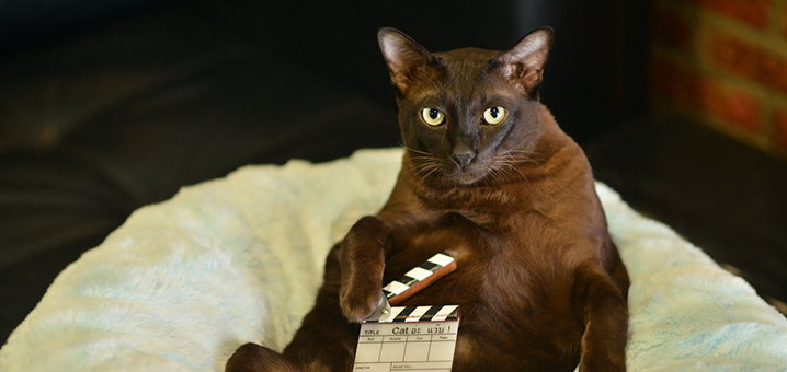 泰国电影《擅离职守的猫咪》，披着宠物外衣的纯爱电影
