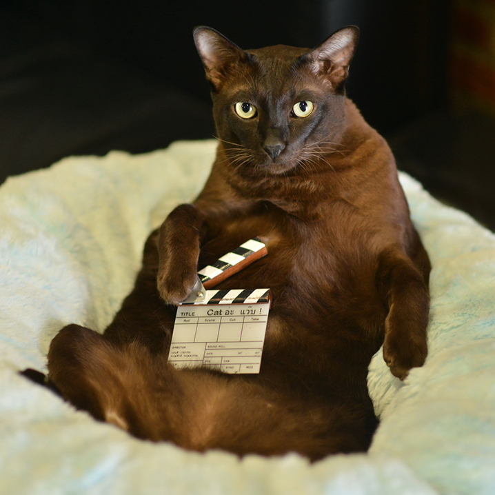 泰凯时娱乐博客影《擅离职守的猫咪》，披着宠物外衣的纯爱电影
