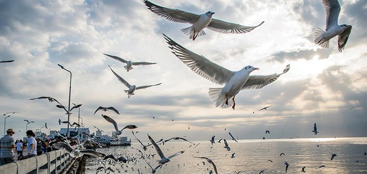 邦浦海滨，欣赏海鸟感受别致悠闲的慢生活