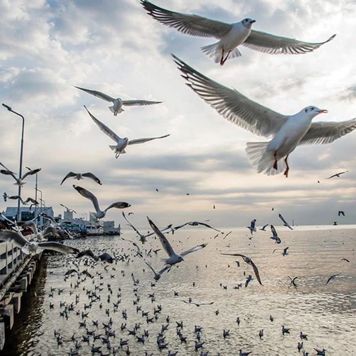 邦浦海滨，欣赏海鸟感受别致悠闲的慢生活
