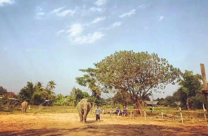 清迈大象营（Chiang Mai elephant camp）