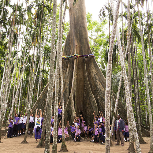 泰國十大古老的巨樹