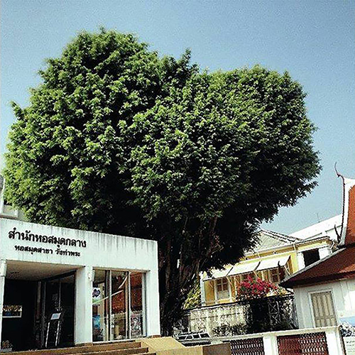 泰國十大古老的巨樹