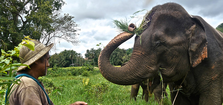 清迈Ran Tong大象保护营一日象夫体验