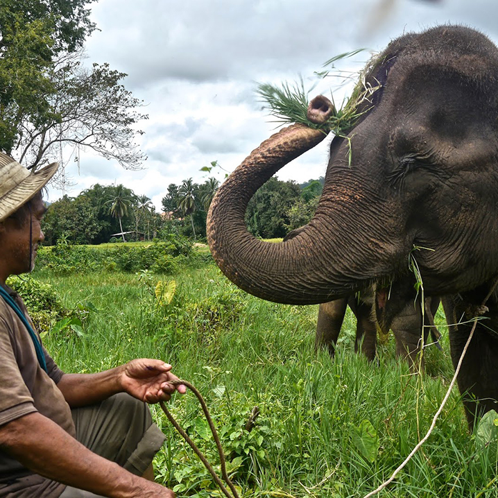 清迈Ran Tong大象保护营一日象夫体验