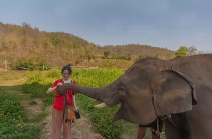清迈Ran Tong大象保护营