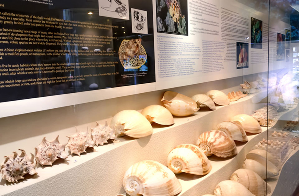 曼谷贝壳博物馆（Bangkok Seashell Museum）